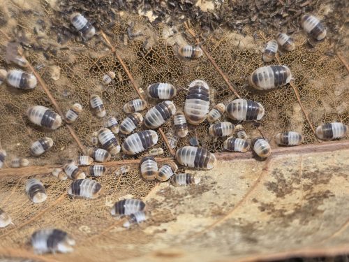 cubaris white sharks
