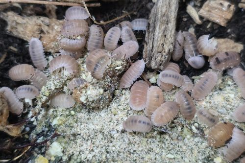 cubaris murina papaya