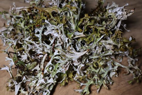 Islandmoos, Rentiermoos, graumoos,flechten