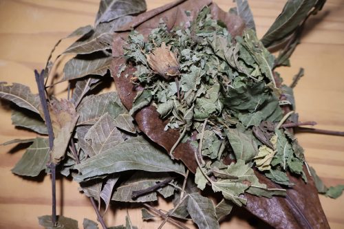 Blätter Bundle aus Haselnussblätter, Walnussblätter, Maulbeeren Blätter, Seemandelbaum