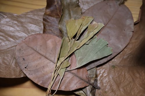 Exotisches Blätter Bundle, Mango, cashew, kakao, ginkgo